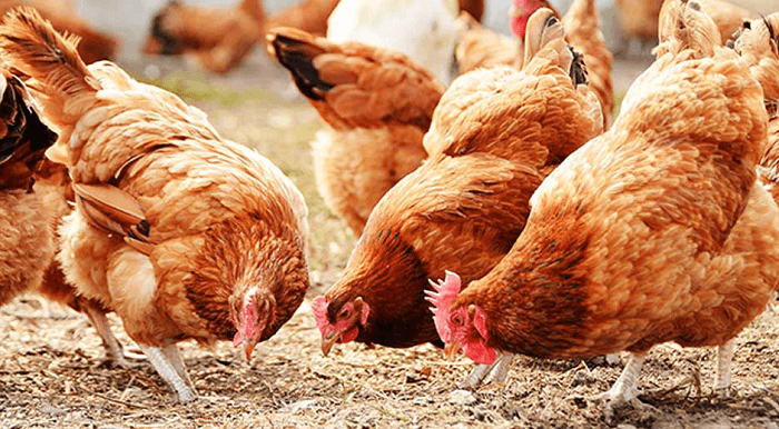 Healthy poultry raised on Kingdom Agric feed